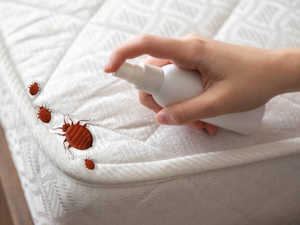 Best Flea Control Services  in Chester, PA