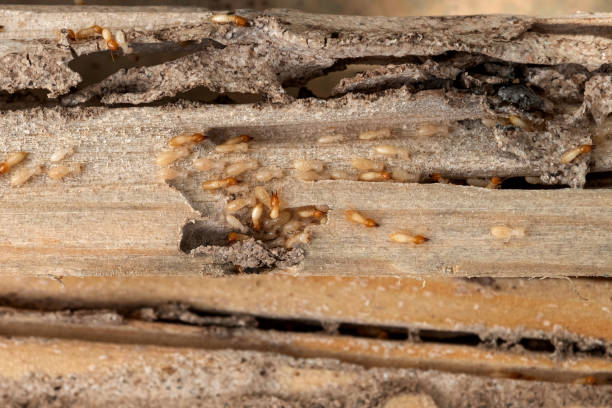 Best Cockroach Control Services  in Chester, PA